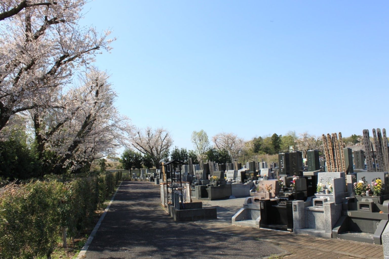春の桜並木
